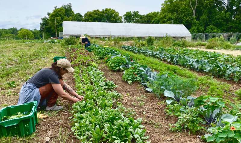 summer crew harvesting