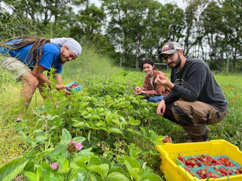 strawberry harvest